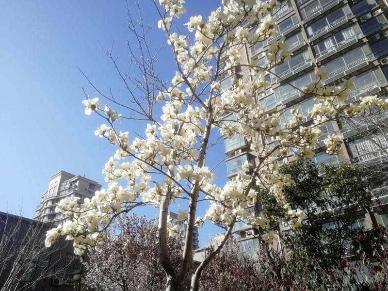 龍騰花園